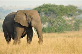 Wildlife Conservation Society Hopeful for Elephants In 2018